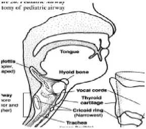 Gambar 1. Anatomi jalan napas pada pediatrik 1