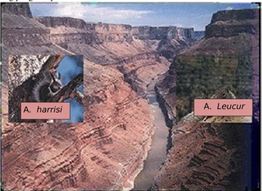 Gambar   2.4   Spesiasi   alopatrik   bajing   antelop   di   ngarai   Grand Canyon  yang   berlawanan