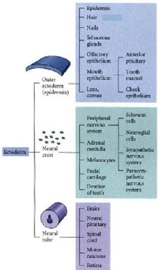 Gambar Perkembangan Ektoderm (Sumber: Gilbert, 2003) 2. Perkembangan Mesoderm