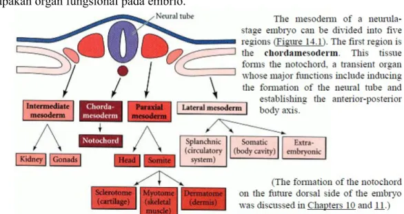 Gambar diferensiasi mesoderm (Sumber: Gilbert, 2003) 3. Perkembangan Endoderm