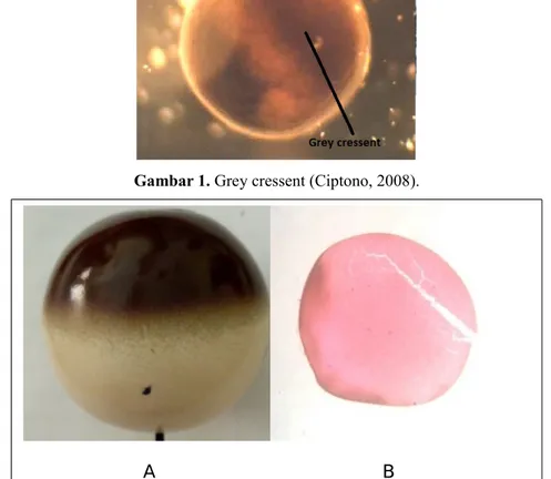 Gambar 2. Telur katak sebelum pembelahan  (hasil praktikum A: peraga; B: mikroskop).