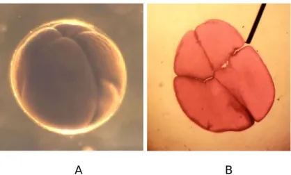Gambar 4. Pembelahan pertama (A: dikutip dari Ciptono, 2008; B: berdasarkan hasil praktikum dari mikroskop; C: berdasarkan hasil praktikum dari alat peraga).
