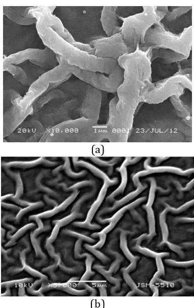 Figure 3. (a) SEM image of Pure ZnO using thermal spray coating technique[11] and (b) Pure ZnO using dip-coating technique[12]   