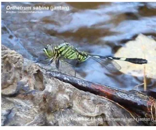 Figure 1. Orthetrum sabina (Male) 