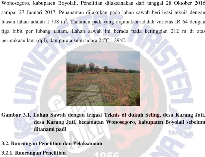 Gambar  3.1.  Lahan  Sawah  dengan  Irigasi  Teknis  di  dukuh  Seling,  desa  Karang  Jati,                   desa  Karang  Jati,  kecamatan  Wonosegoro,  kabupaten  Boyolali  sebelum 