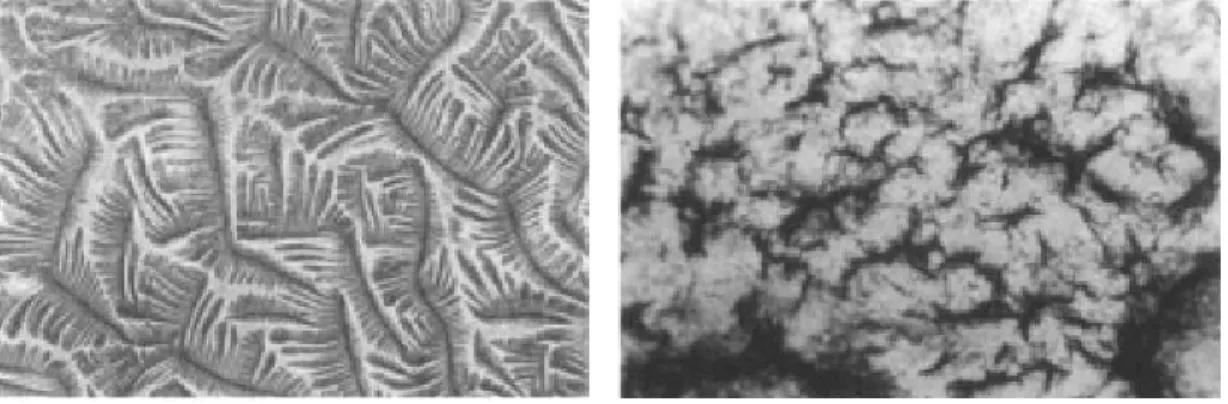 Gambar 5.  Lendir serviks yang memberi reaksi Fern positif membentuk gambaran daun pakis (foto sebelah kiri) dan lendir serviks yang reaksi Fern negatif (foto sebelah kanan)
