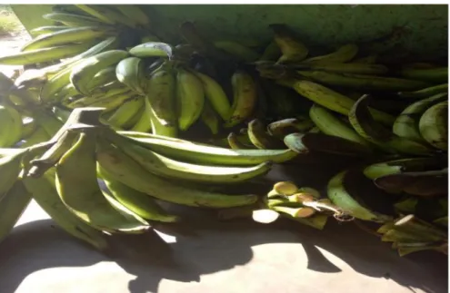 Gambar 1: Buah pisang tanduk sebagai bahan utama dari produk keripik pisang “Kuporai”