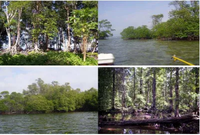 Tabel 7. Luas dan Kerapatan Tutupan Mangrove