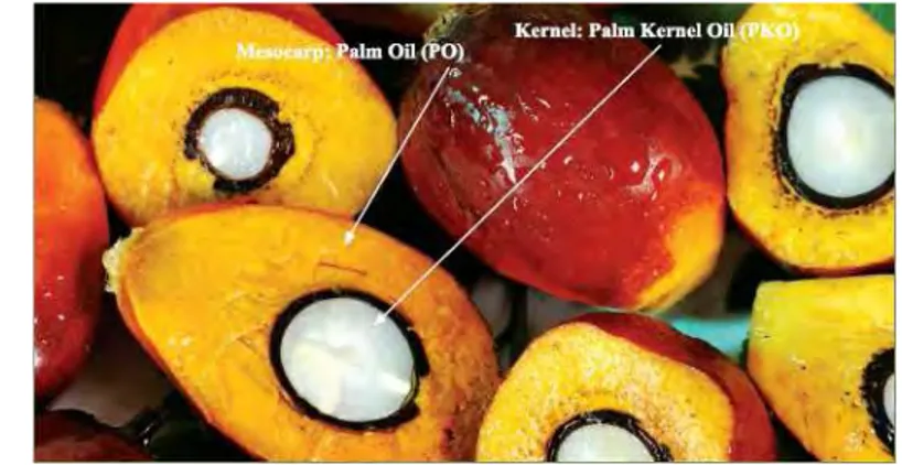 Gambar buah kelapa sawit dapat dilihat pada Gambar 2. 