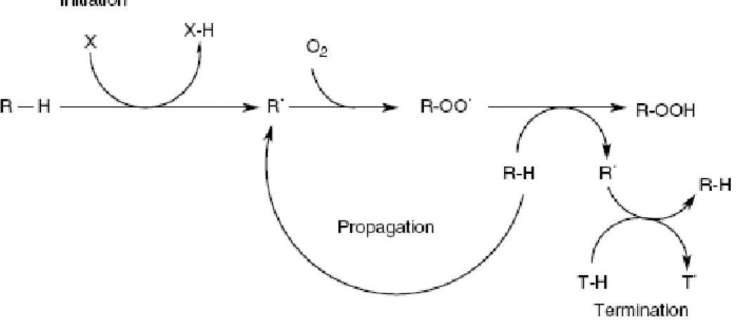 Gambar 10. Mekanisme Reaksi Oksidasi (Omaye, 2004) 