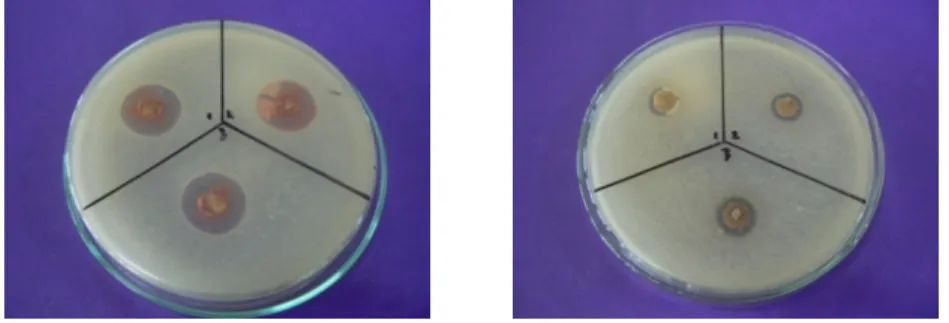 Gambar 2. Hasil uji skrining lanjutan penghambatan isolat Actinomycetes terhadap bakteri  Bacillus subtilis 