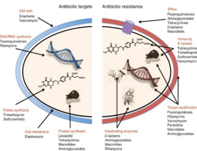 Gambar 1 Mekanisme kerja antibiotik dan  resistensi antibiotiK  