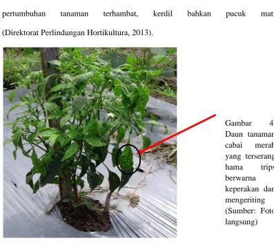 Gambar Daun tanaman 