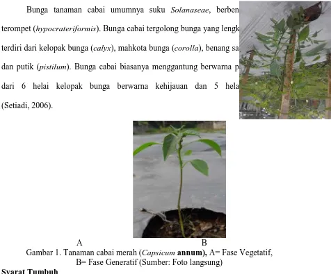 Gambar 1. Tanaman cabai merah (Capsicum annum), A= Fase Vegetatif, B= Fase Generatif (Sumber: Foto langsung) 