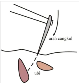 Gambar 1. Pemanenan dengan cangkul 