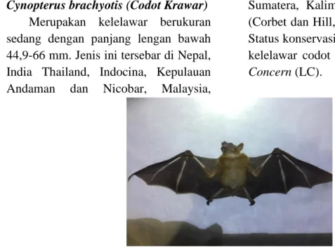 Gambar 2. Codot Crawar (Cynopterus brachyotis)  Tersebar  di  seluruh  Indonesia, 