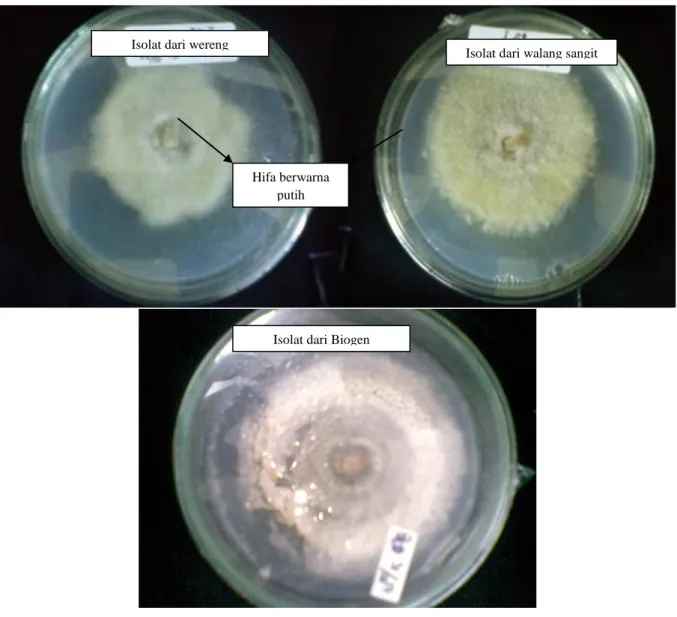 Gambar 3. Isolat Fungi entomopatogen dengan ciri-ciri    yang menyerupai B. brassiana 