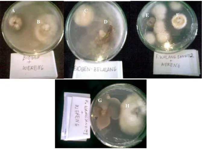Gambar 5. Hasi uji positif infeksi fungi anti hama terhadap serangga. A). wereng; B). fungi asal Biogen; C)