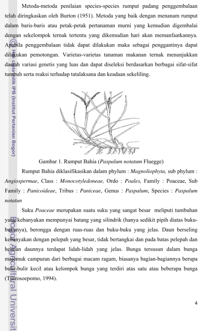 Gambar 1. Rumput Bahia (Paspalum notatum Fluegge) 