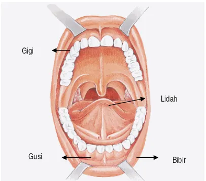 Gambar 1. Penampang rongga mulut.