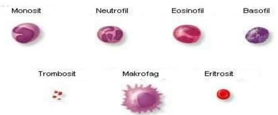 Gambar 2.2 bagian sel darah