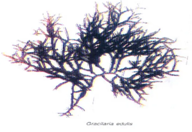 Gambar 1. Rumput laut Gracilaria edulis  (Gracilaria edulis seaweeds) 