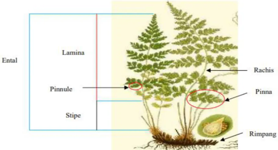 Gambar 2.2. Morfologi Tumbuhan Paku (Renita, 2019)