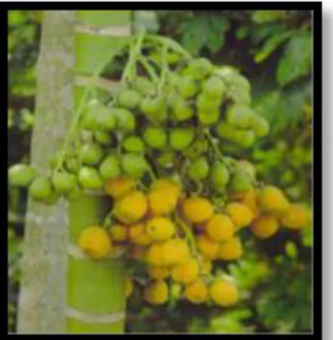 Gambar 2.1 Buah pinang muda dan buah pinang matang (Wikipedia, 2014) 