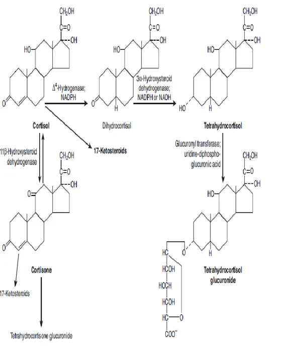 Gambar 2.1. Biosintesis hormon kortisol (Barret, 2012) 