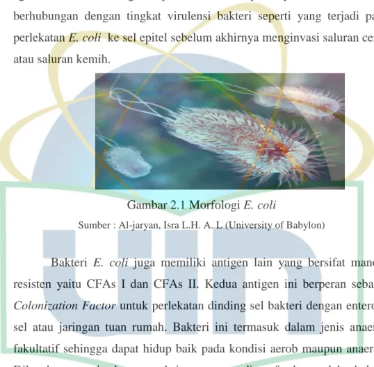 Gambar 2.1 Morfologi E. coli 