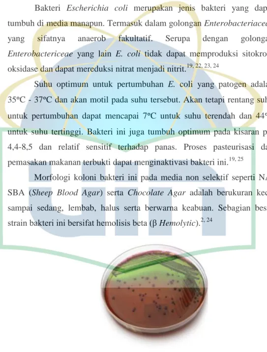 Gambar 2.2 E. coli dalam media EMB 