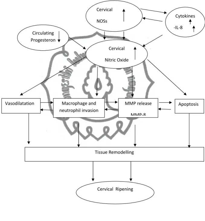 Gambar 1. Skema Mekanisme Pematangan Serviks Pada Kehamilan Aterm  (Tommiska, 2006) 