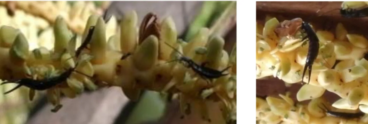 Gambar 2. Populasi dan aktifitas cocopet pada bunga jantan yang sementara anthesis 