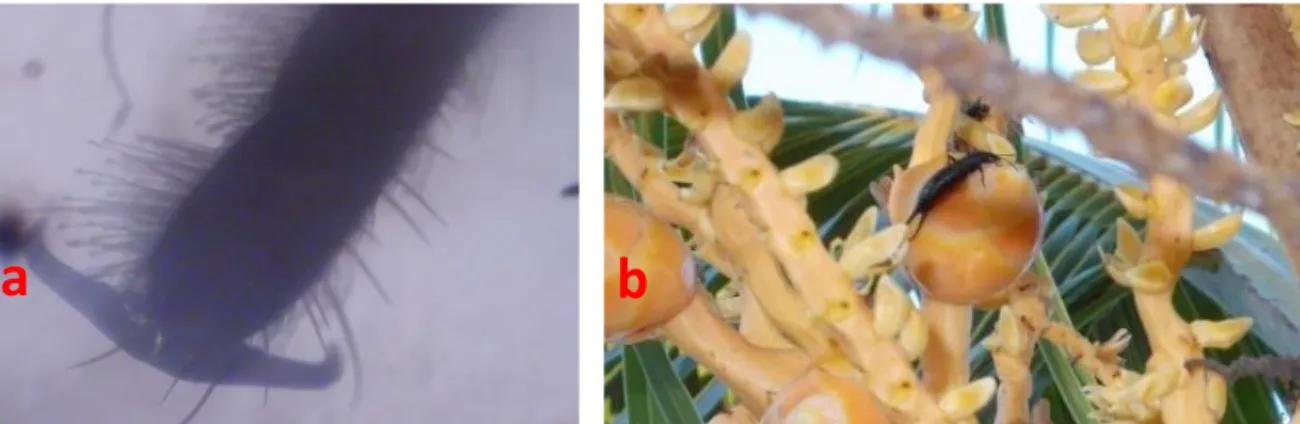 Gambar 4. (a) Ruas terakhir tungkai cocopet, (b) Cocopet mengisap nektar bunga betina reseptif 