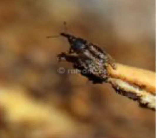 Gambar 8. Serangga Penyerbuk Kelapa Sawit  Elaeidobius kamerunicus 