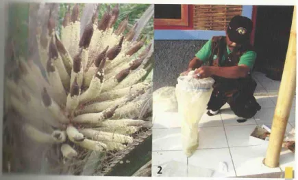Gambar 5. Pengumpulan Polen 