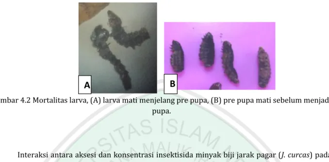 Gambar 4.2 Mortalitas larva, (A) larva mati menjelang pre pupa, (B) pre pupa mati sebelum menjadi  pupa