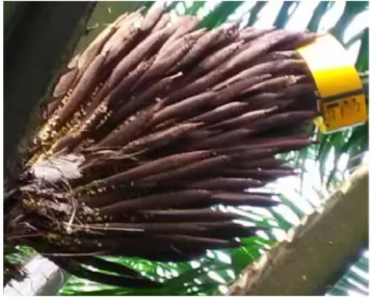 Gambar 5. Perangkap kuning pada bunga jantan 