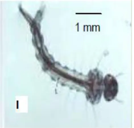 Gambar 3. Larva Instar I Aedes aegypti  (Sumber: Gama, Z.P., et al., 2010) 