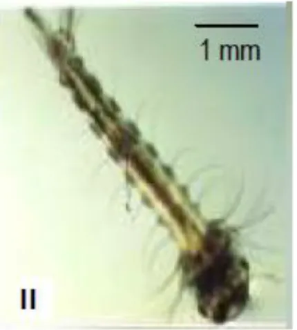 Gambar 4. Larva Instar II Aedes aegypti  (Sumber: Gama, Z.P., et al., 2010) 