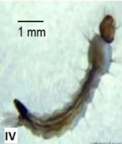 Gambar 6. Larva Instar IV Aedes aegypti  (Sumber: Gama, Z.P., et al., 2010) 