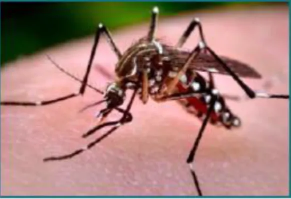 Gambar 8. Nyamuk Aedes aegypti  (Sumber:  CDC, 2012 ) 