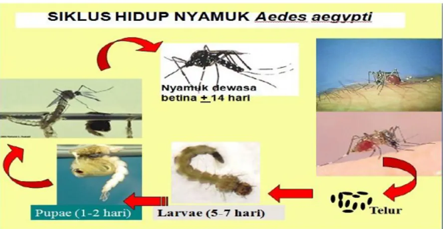 Gambar 9. Siklus Hidup Nyamuk Aedes aegypti  (Sumber: Kementerian Kesehatan RI, 2010) 