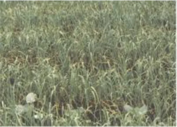 Gambar 11. Allium Sativum L  (Sumber: Hariana, 2008) 