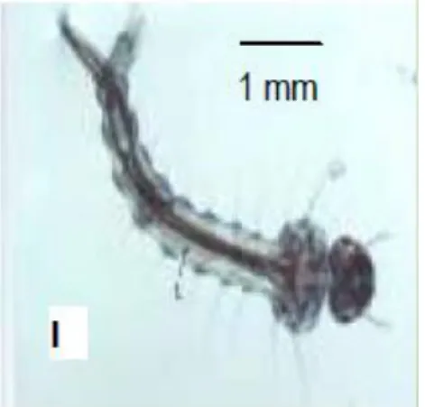 Gambar 3. Larva Instar I Aedes aegypti  (Sumber: Gama, Z.P., et al., 2010) 