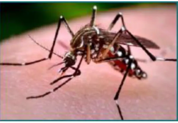Gambar 8. Nyamuk Aedes aegypti  (Sumber:  CDC, 2012 ) 