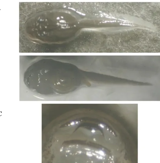 Gambar 1.  Morfologi berudu Bufo melanostictus (A) Dorsal (B) Ventral (C) Oral disc. 
