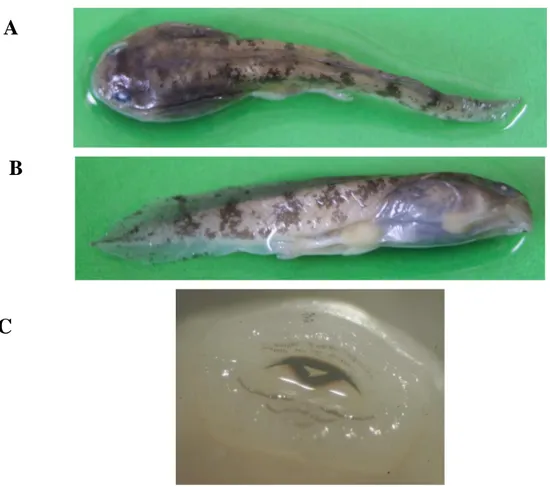 Gambar 2.  Morfologi berudu Limnonectes sp. (A) Dorsal (B) Ventral (C) Oral disc. 