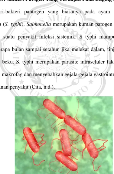 Gambar 2.1 Koloni Salmonella tiphymurium 