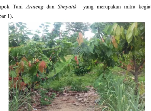 Gambar 1.  Tanaman Kakao di Lokasi Mitra 